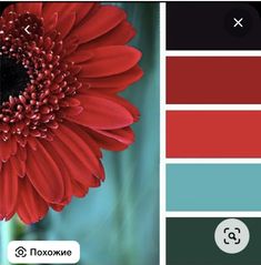 the color scheme is red, green and blue with a black center flower on it