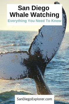 the tail of a humpback whale in the ocean with text that reads san diego whale watching everything you need to know