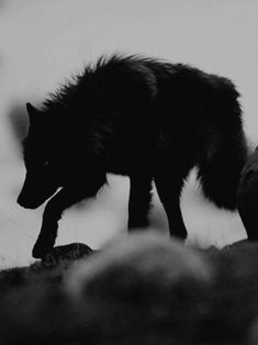 a black and white photo of a wolf standing on rocks looking at something in the distance