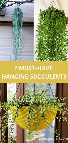 some plants hanging from the side of a house with text overlay that says 7 must - have hanging succulents