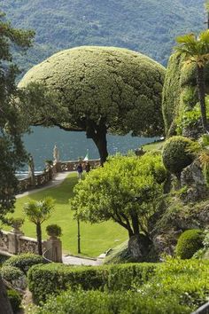 a large tree in the middle of a lush green park with mountains in the background