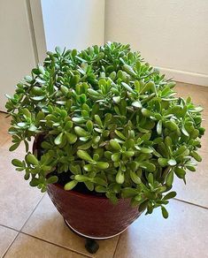 a potted plant sitting on top of a tile floor