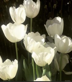 white tulips in the sunlight on a sunny day