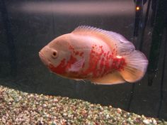 a red and white fish in an aquarium with gravel on the bottom, looking to its left