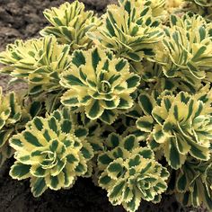 small green and white plants growing in the dirt