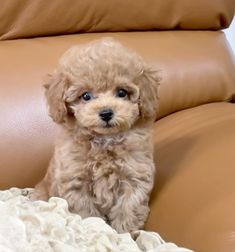 a small brown dog sitting on top of a leather couch next to a white blanket