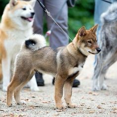 three dogs are standing on the ground with their leashes attached to them and people walking behind them