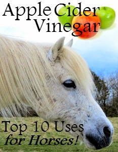 an apple cider horse with the title top 10 uses for horses