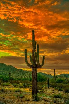 a large cactus standing in the middle of a desert under a colorful sky with clouds