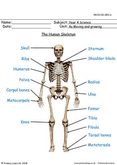 the bones and their major skeletal systems are shown in this worksheet for kids