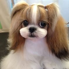 a small white and brown dog sitting on top of a table