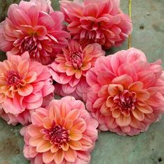 some pink flowers are sitting on the ground