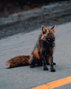 a red fox sitting on the side of a road next to an orange line in the street