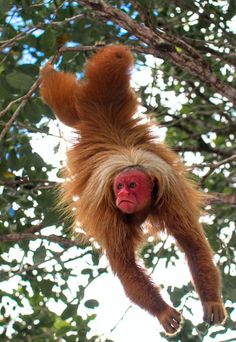 a monkey hanging upside down in a tree