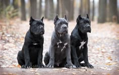 three black and white dogs sitting in the middle of a leaf covered forest with trees behind them