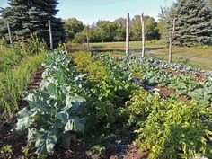 a garden filled with lots of green plants next to tall trees and grass covered ground