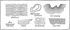 the diagram shows different types of seaweed