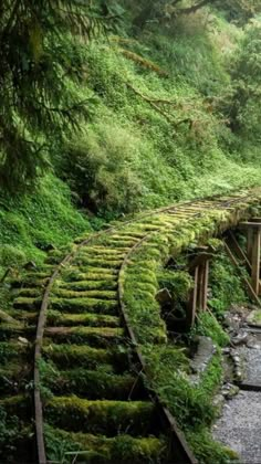 an old train track with moss growing on it