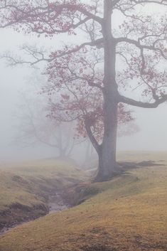 a foggy field with a tree and stream in the foreground