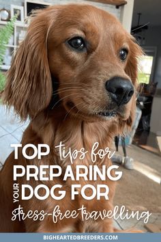 Road Trip Must-Haves for Dogs | Emotional Support Animals Dog Road Trip, Dog Travel Essentials, Therapy Dogs Breeds, Hacks For Traveling, Best Dogs For Kids, Dog Car Travel, Traveling With Pets, Service Dogs Breeds, Road Trip With Dog