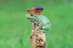 a small green frog sitting on top of a tree stump with a snail on it's back