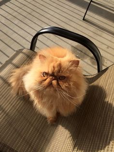 an orange cat sitting on top of a chair next to a metal table and floor