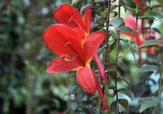 a red flower that is growing on a vine