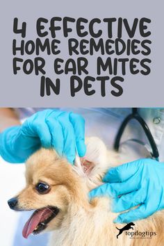 4 Homemade Remedies Your Pets Will Thank You For Natural Ear Mite Remedy Dogs, Ear Mites In Dogs Remedies Home, Dog Itchy Ears, Ear Mites In Dogs Remedies, Ear Mites In Cats