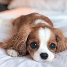 a brown and white dog laying on top of a bed