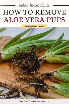 how to remove aloe vera pups Aloe Vera Garden, Aloe Propagation, Garden Shears, Aloe Plant, House Plant Care, Succulent Garden, Types Of Soil, Succulents Garden, Water Plants