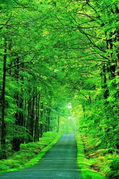 an empty road surrounded by green trees and grass