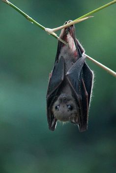 a bat hanging upside down on a branch