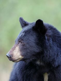 a black bear is standing in the grass