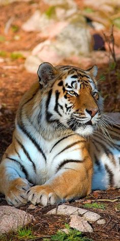 a tiger laying down on the ground