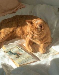 an orange cat laying on top of a bed next to two open book's