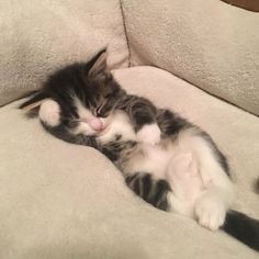 a kitten laying on top of a couch with it's paws in the air