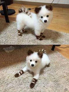 a small white and brown dog standing on top of a rug