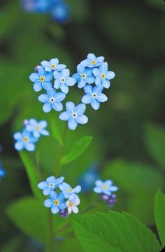 @cosima_1296 Natural Flowers, I Hope, Blue