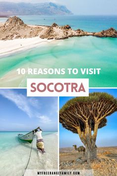 Deserted beautiful beaches in Socotra Island in Yemen. A man pushes out his dhow boat and a camel stands under a dragon blood tree. Socotra Island, Dragon Blood Tree, Tree Beautiful, Socotra, Dragon Blood, Landscape Plan, Island Holiday, Unique Places