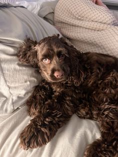 a brown dog laying on top of a bed next to a white pillow and blanket