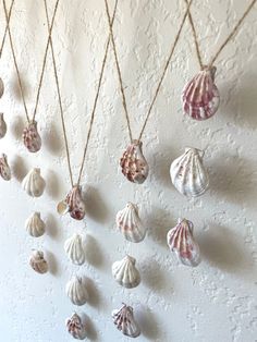 several seashells are hanging on the wall