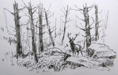 a black and white drawing of a deer standing in the woods next to some trees