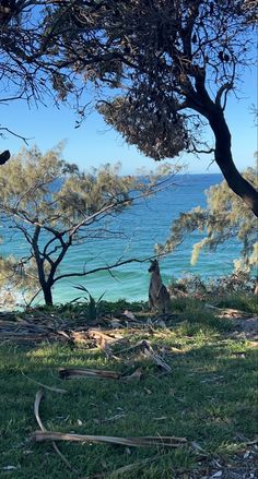 two kangaroos are sitting in the shade by some trees near the water's edge