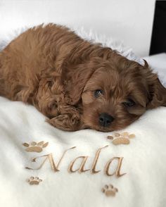 a small brown dog laying on top of a bed next to a white blanket and paw prints