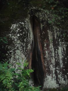 a large tree trunk sticking out of the side of a wall in some bushes and trees