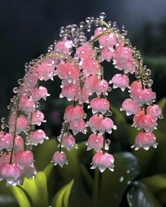 pink flowers with drops of water on them