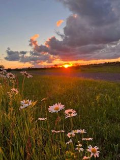 the sun is setting over a field with daisies