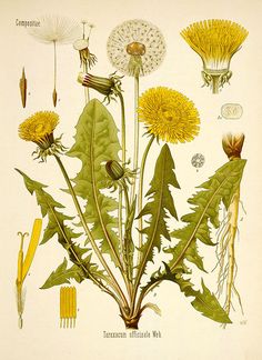 an antique botanical illustration of dandelions and other flowers