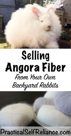 an angora fiber from your own backyard rabbits is featured in the article selling angora fiber from your own backyard rabbits