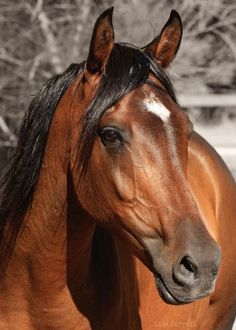 a brown horse with black mane standing next to a snow covered field and tree line